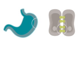 CLDN18.2 confined in healthy tissue.